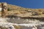 The Petrified Forest of Lesvos