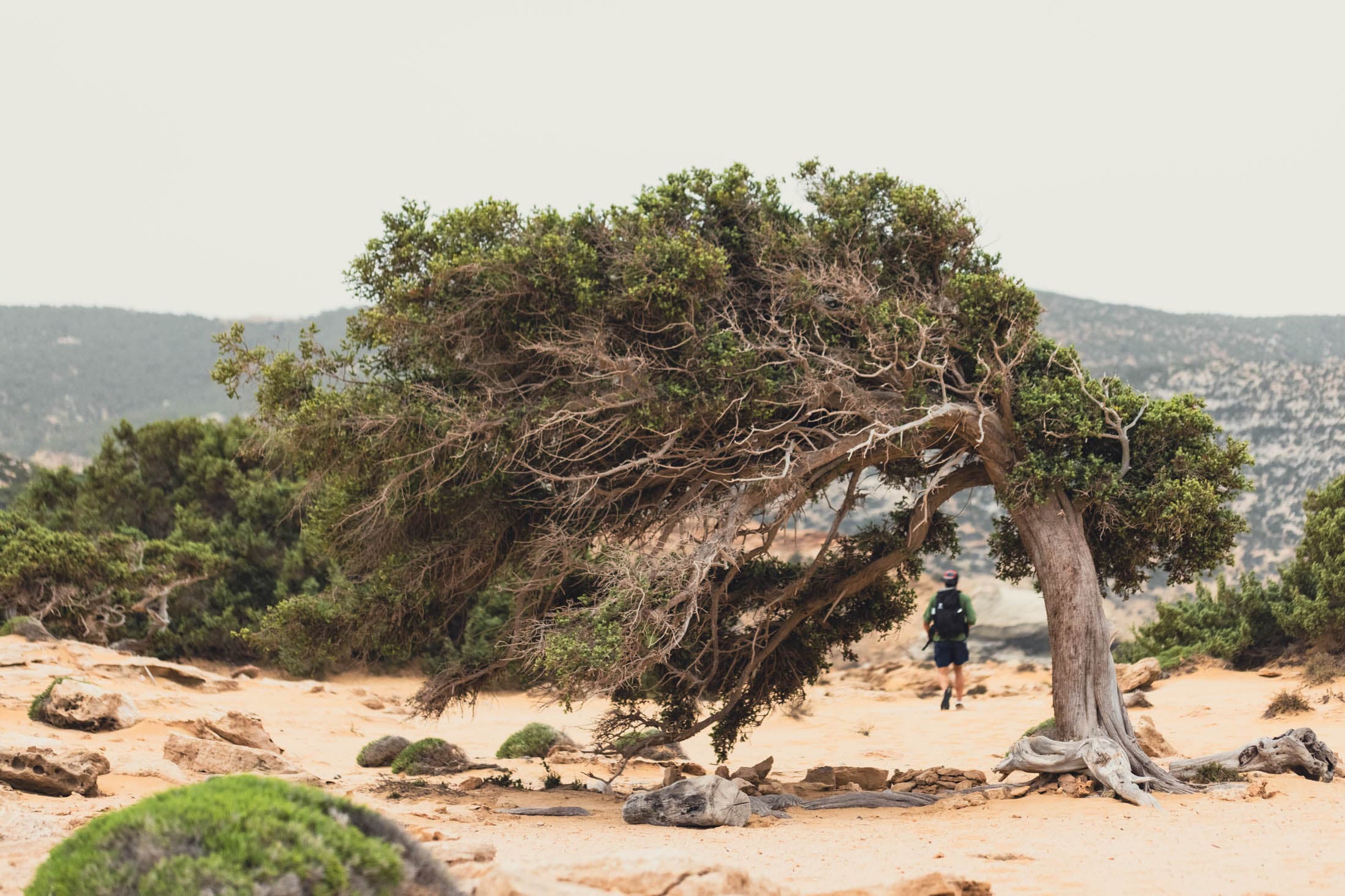 Alt text not provided