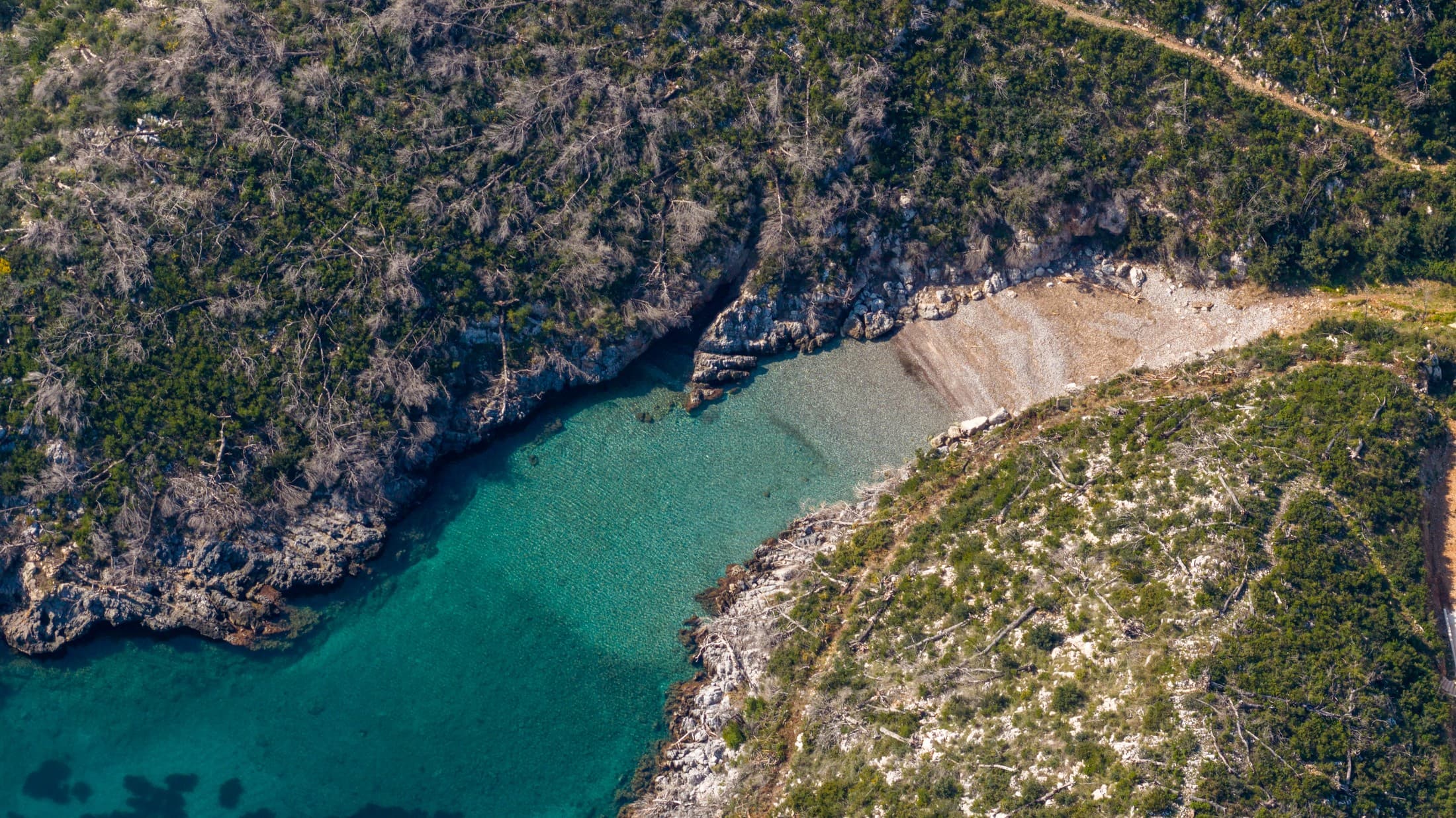 Alt text not provided