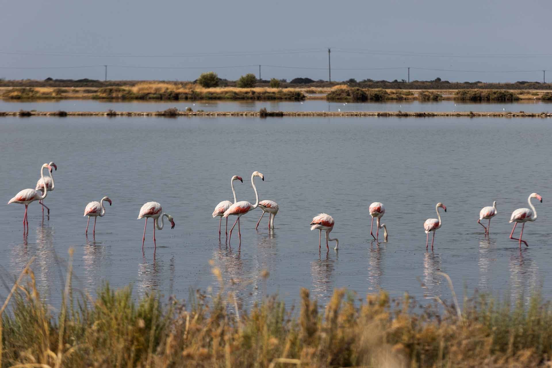 birdwatching-in-messolongi