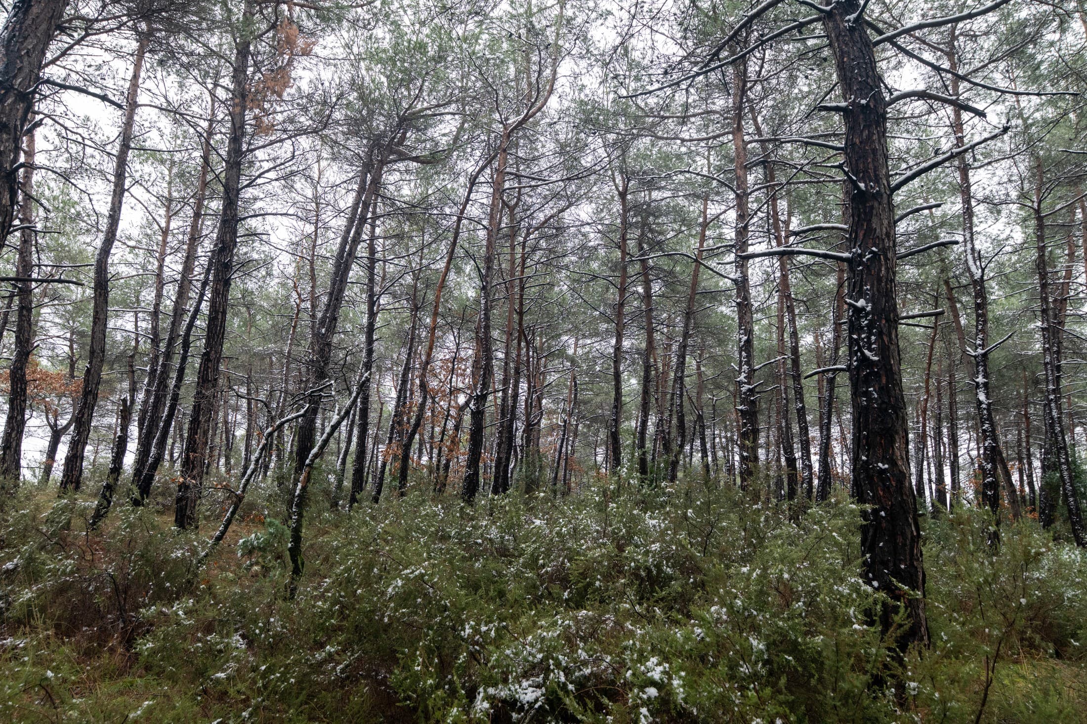 Alt text not provided