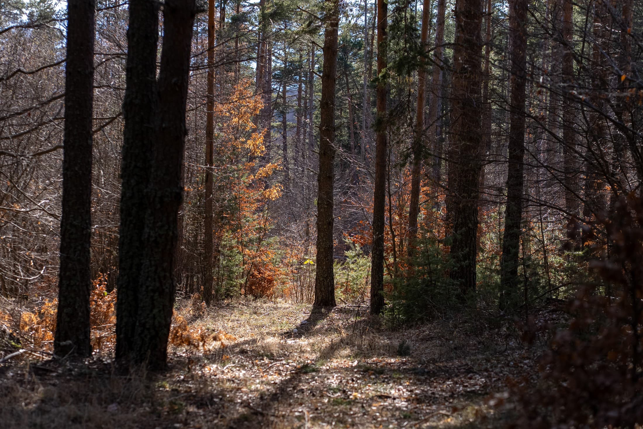 Alt text not provided