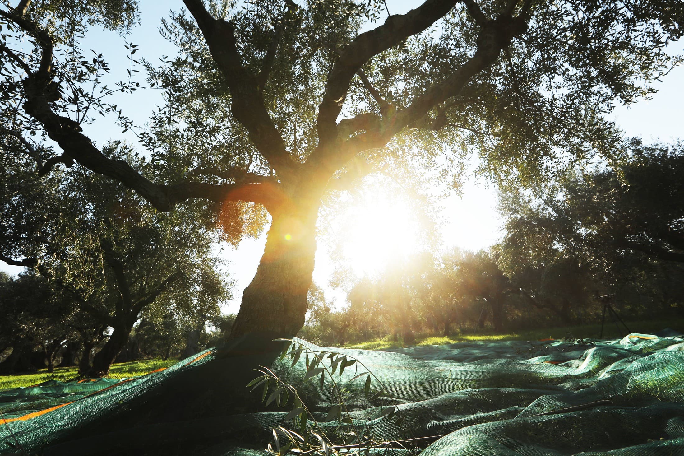 Alt text not provided