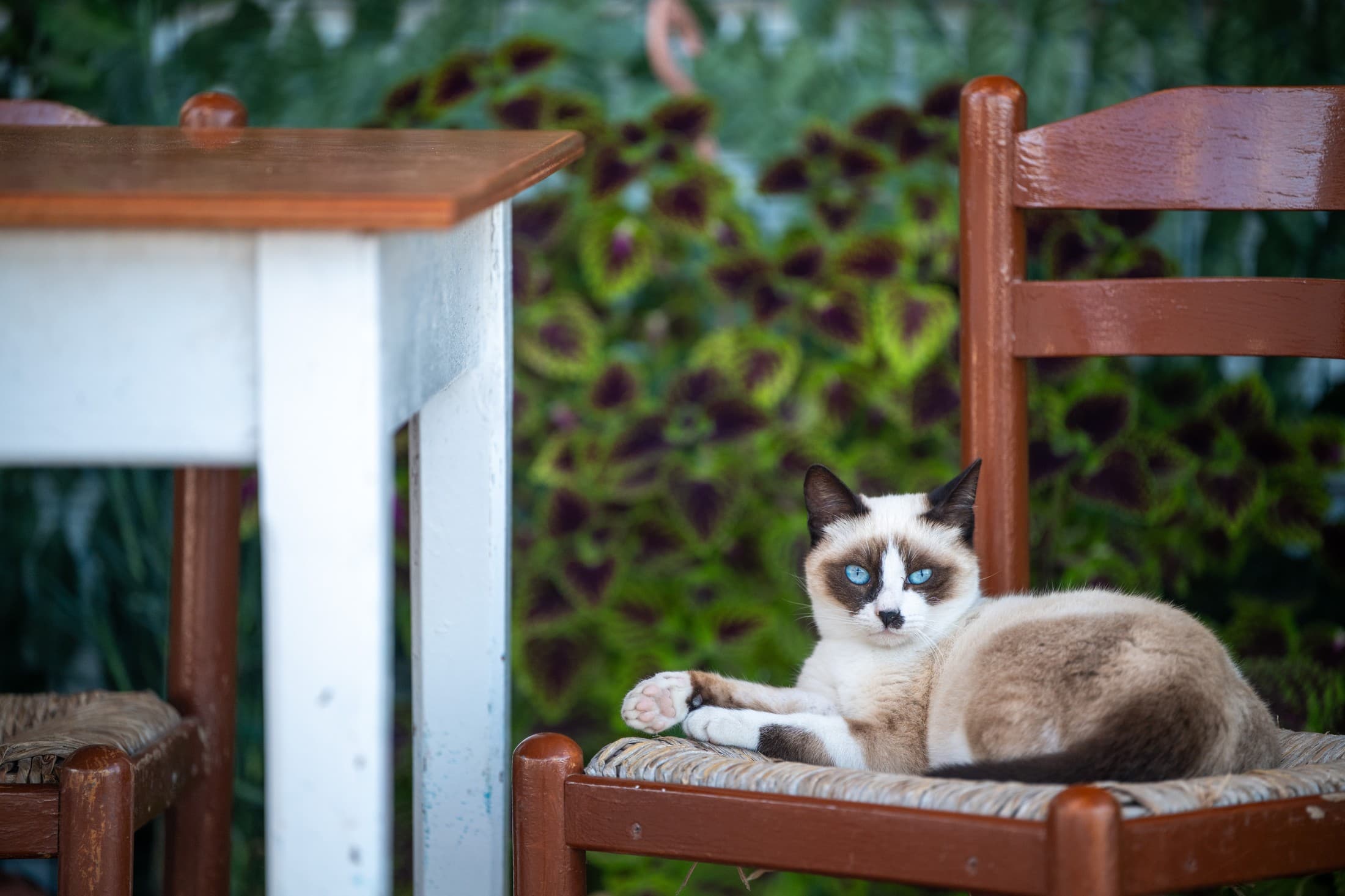 Alt text not provided