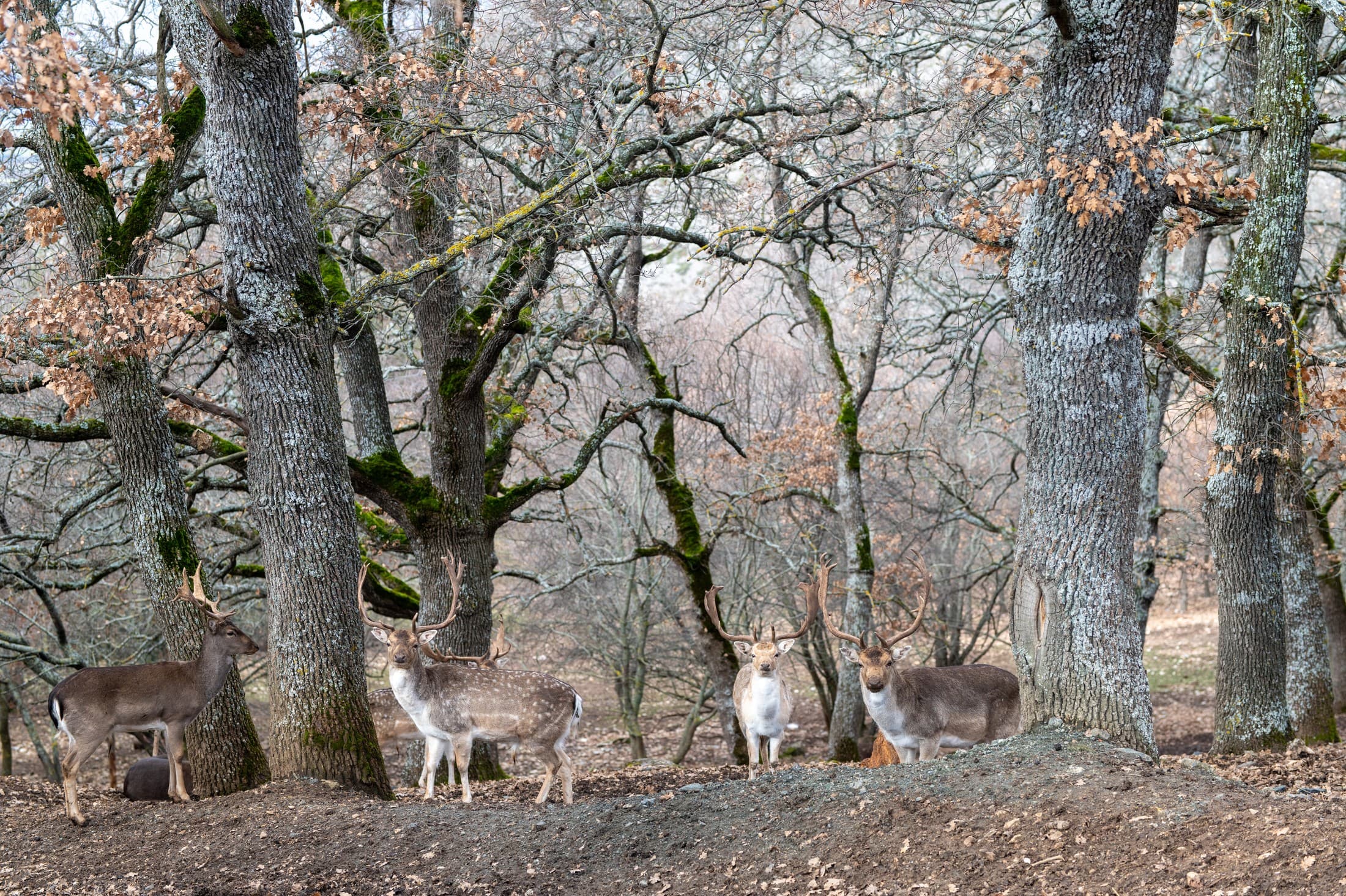 Alt text not provided