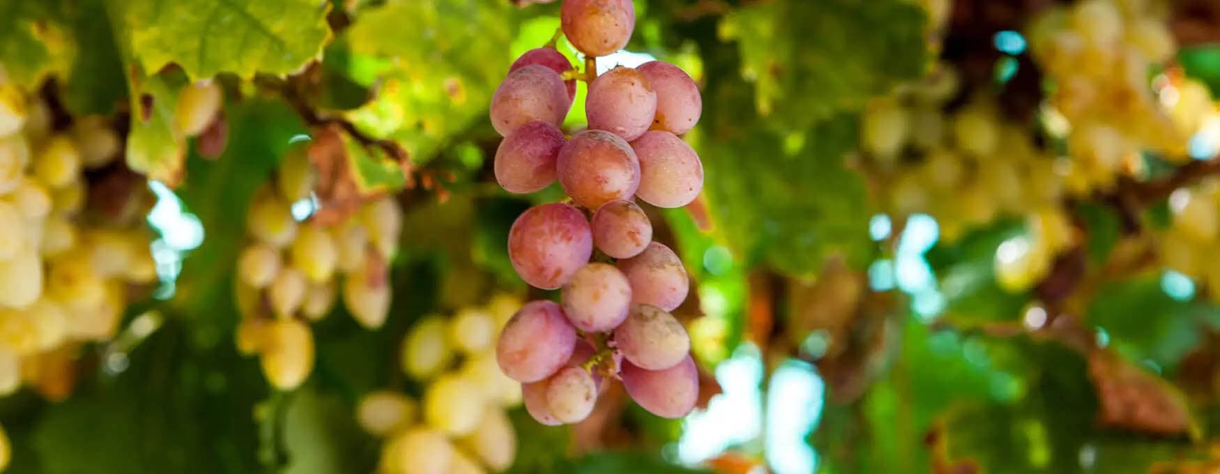 Greek sweet wines