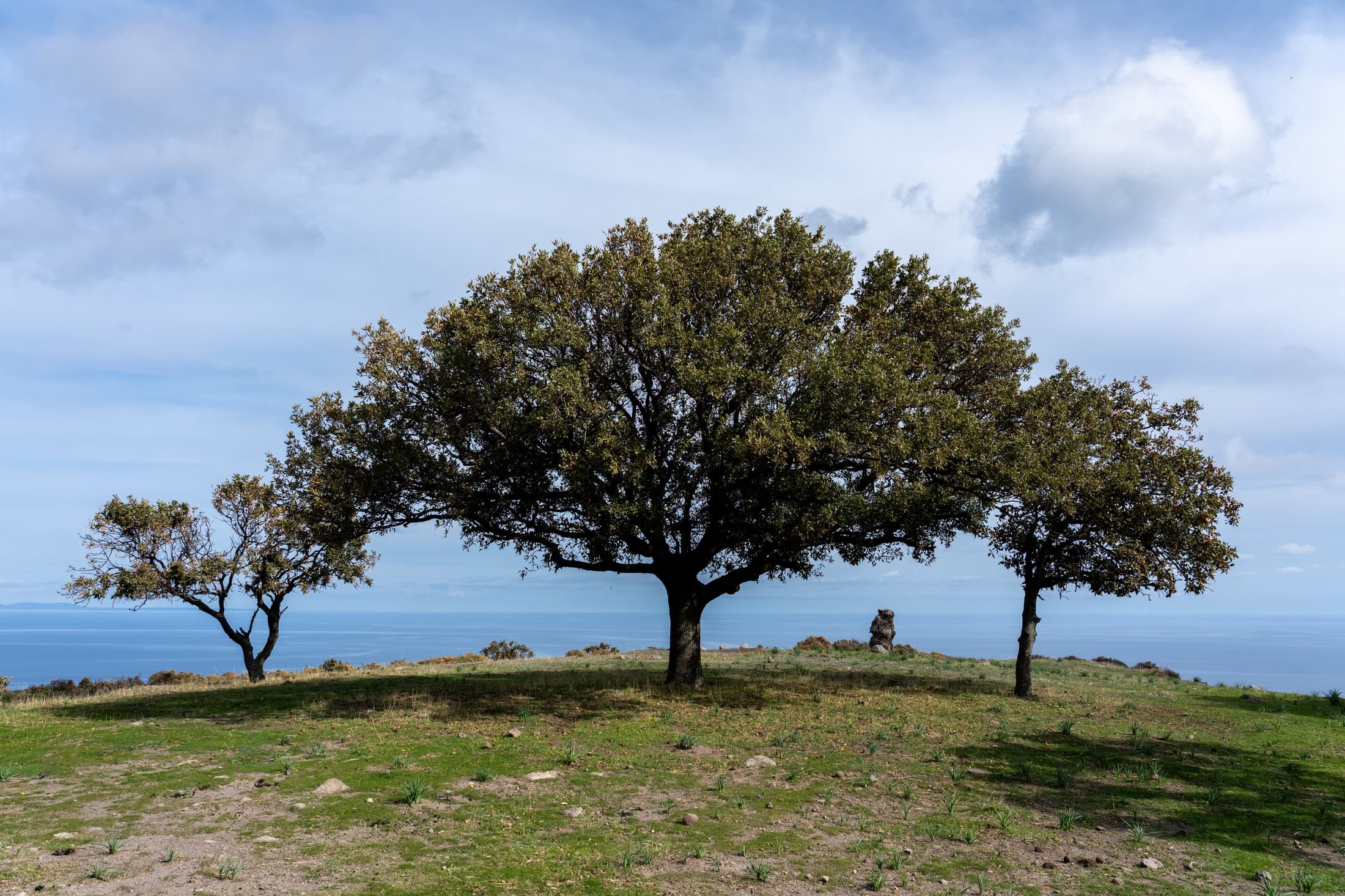 Alt text not provided