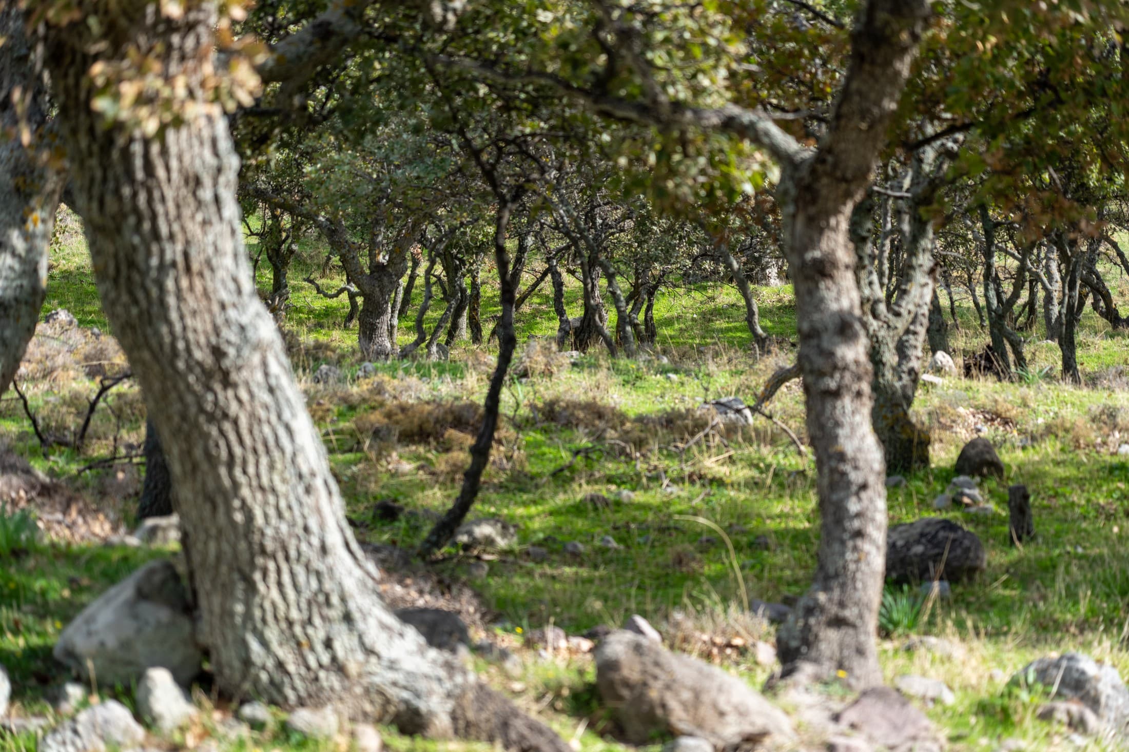 Alt text not provided