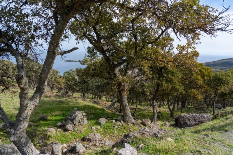 Bosque de Velanidiá (roble)