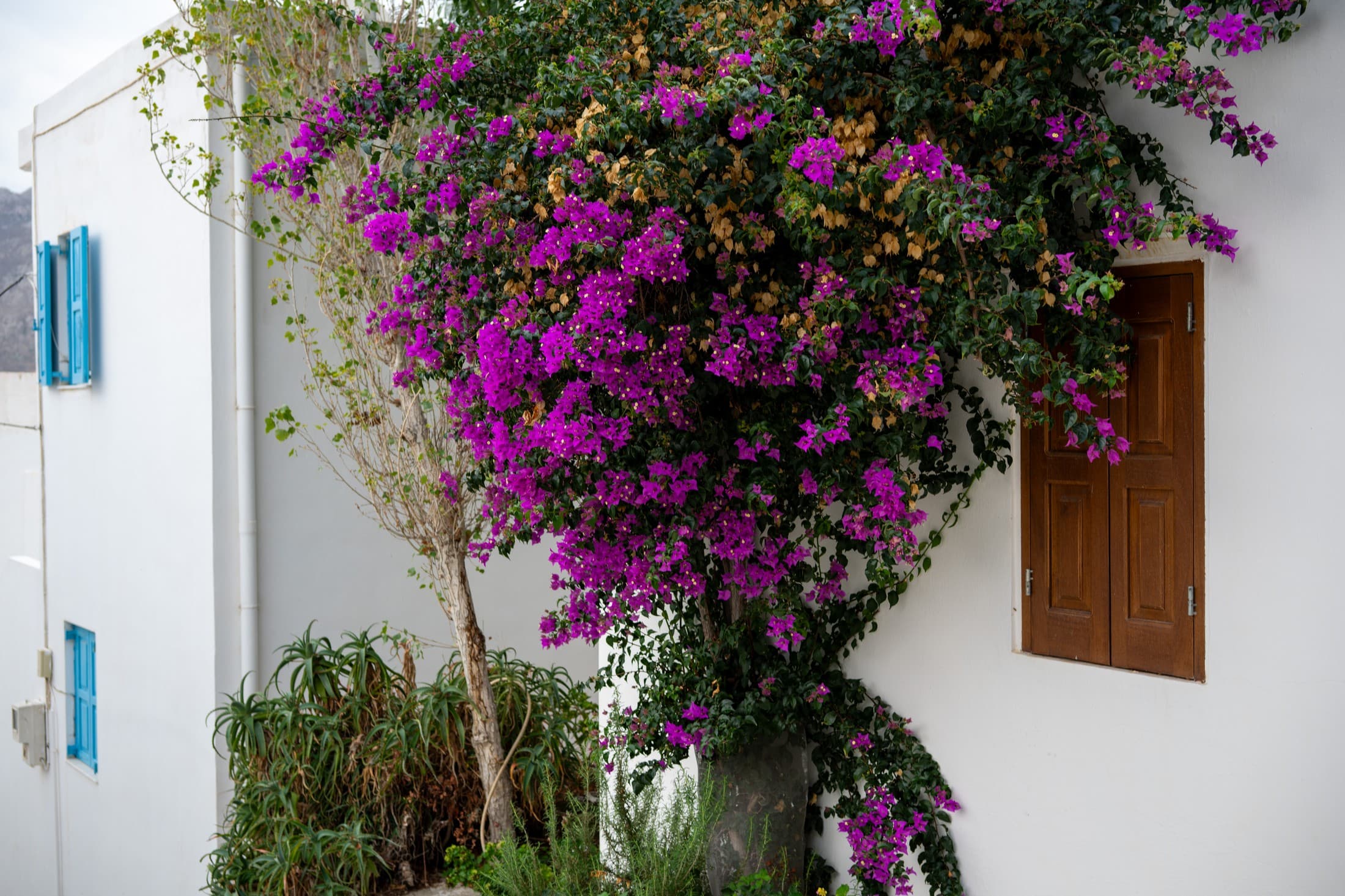 Alt text not provided