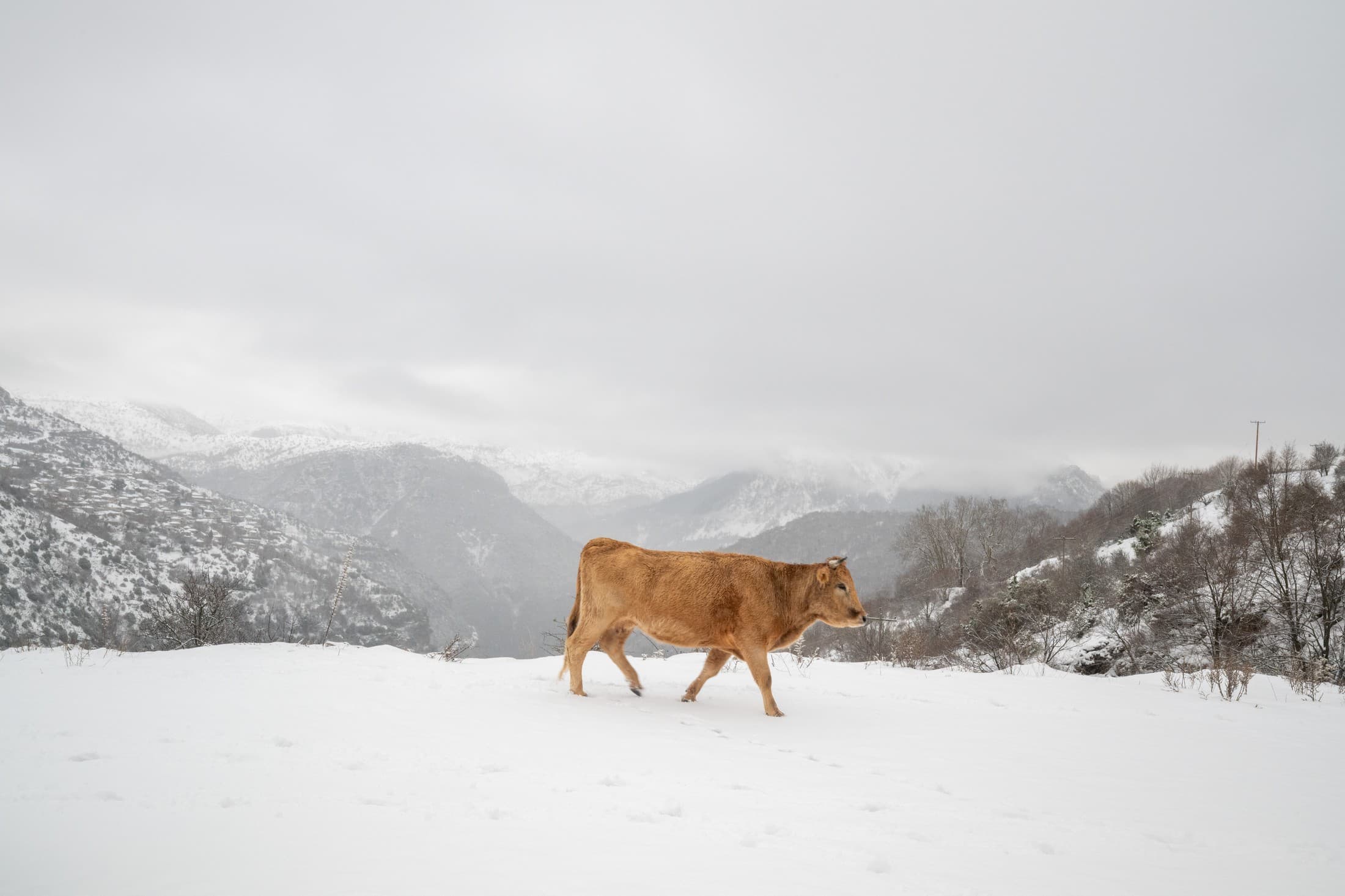 Alt text not provided