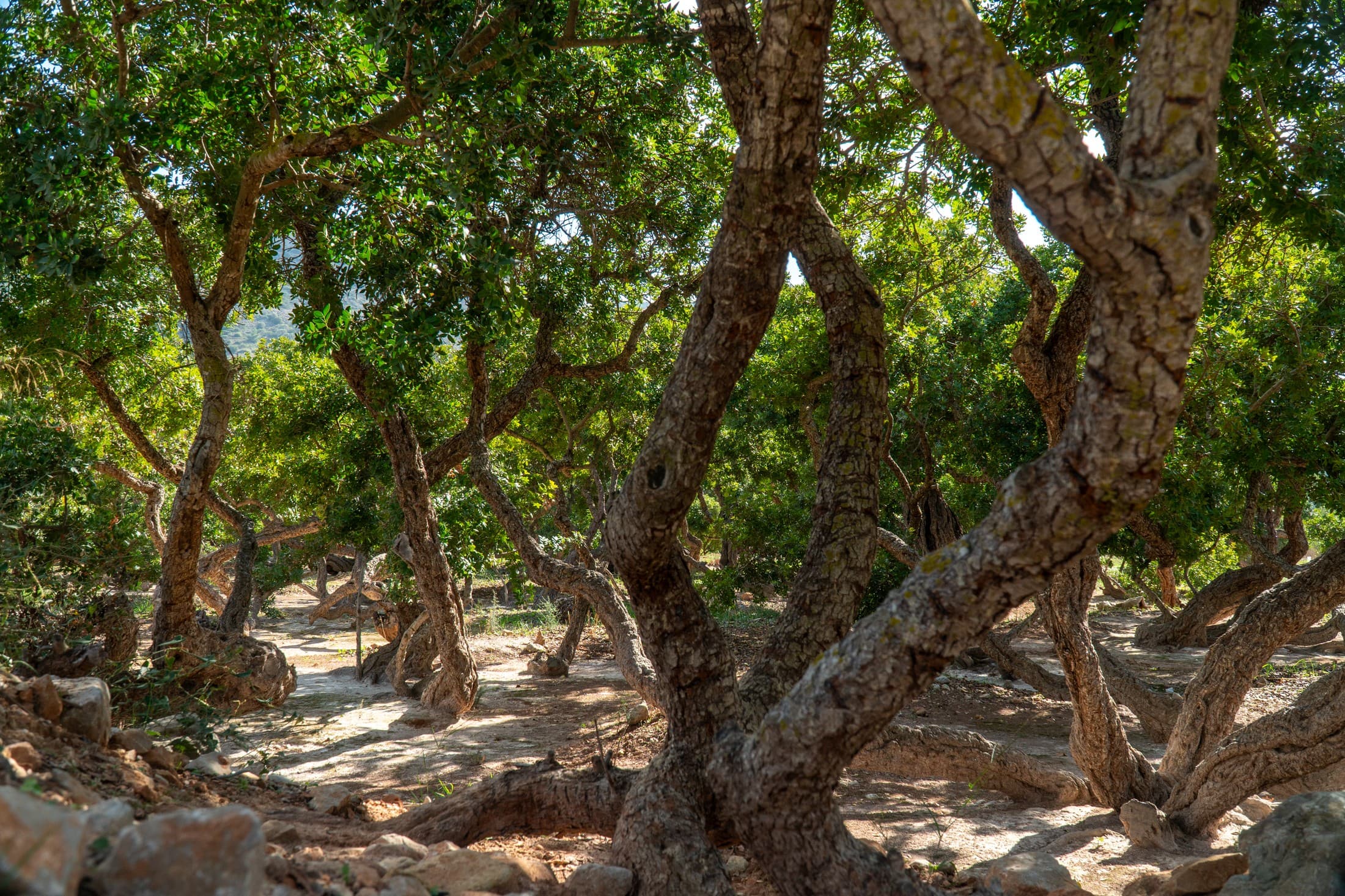 Alt text not provided