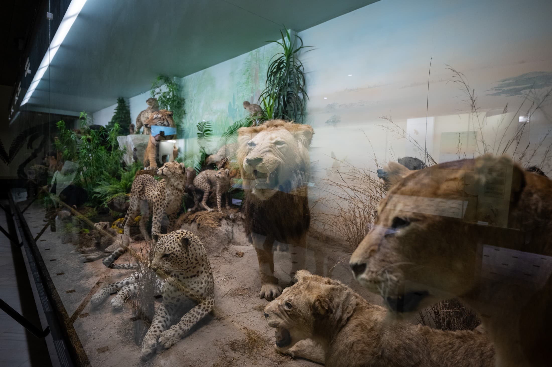 Alt text not provided