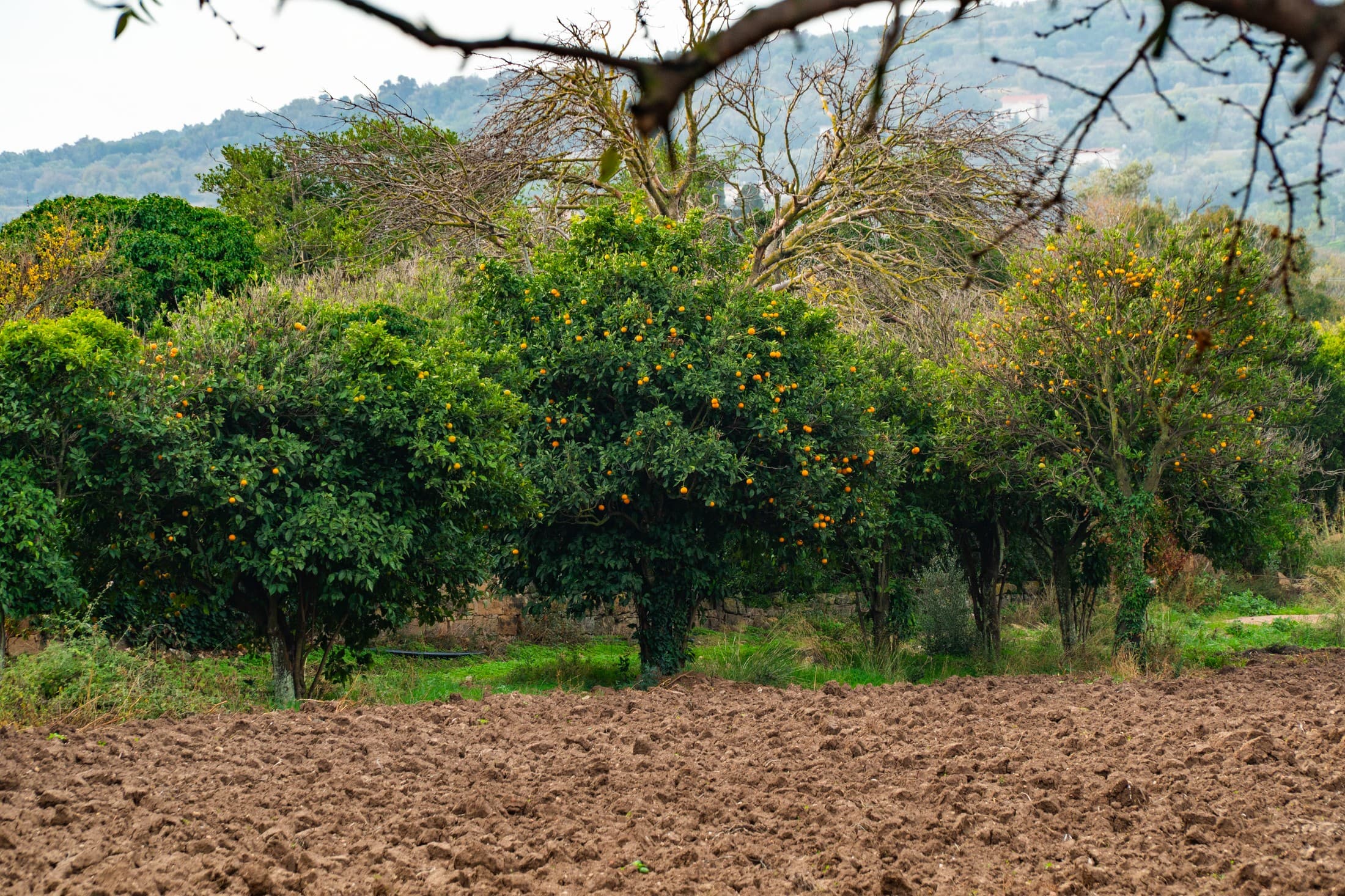 Alt text not provided