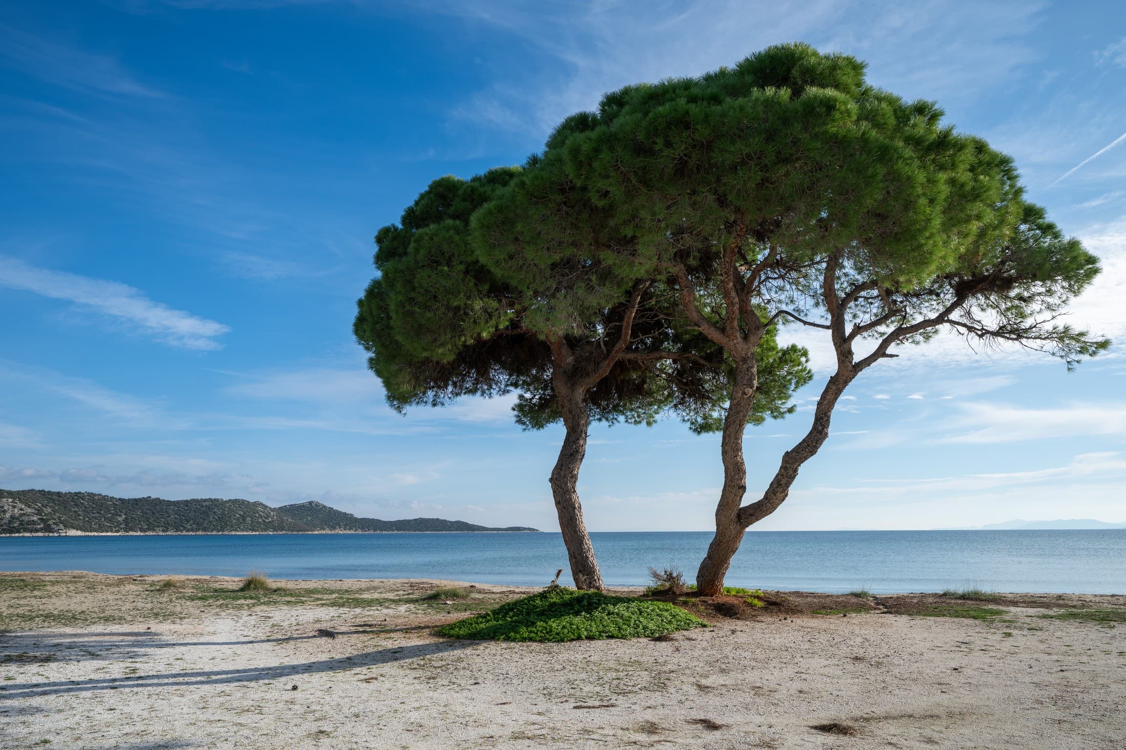 Alt text not provided