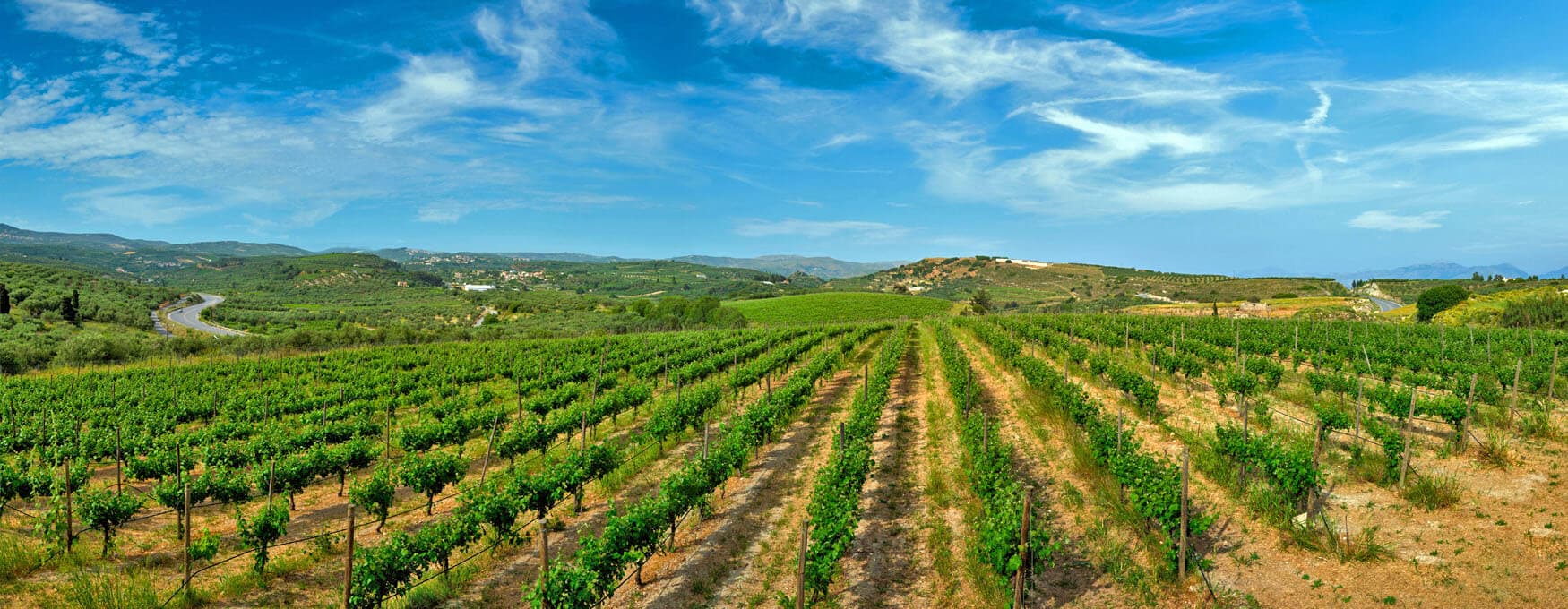 The Cretan Vineyard