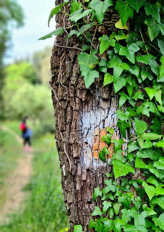 Alt text not provided