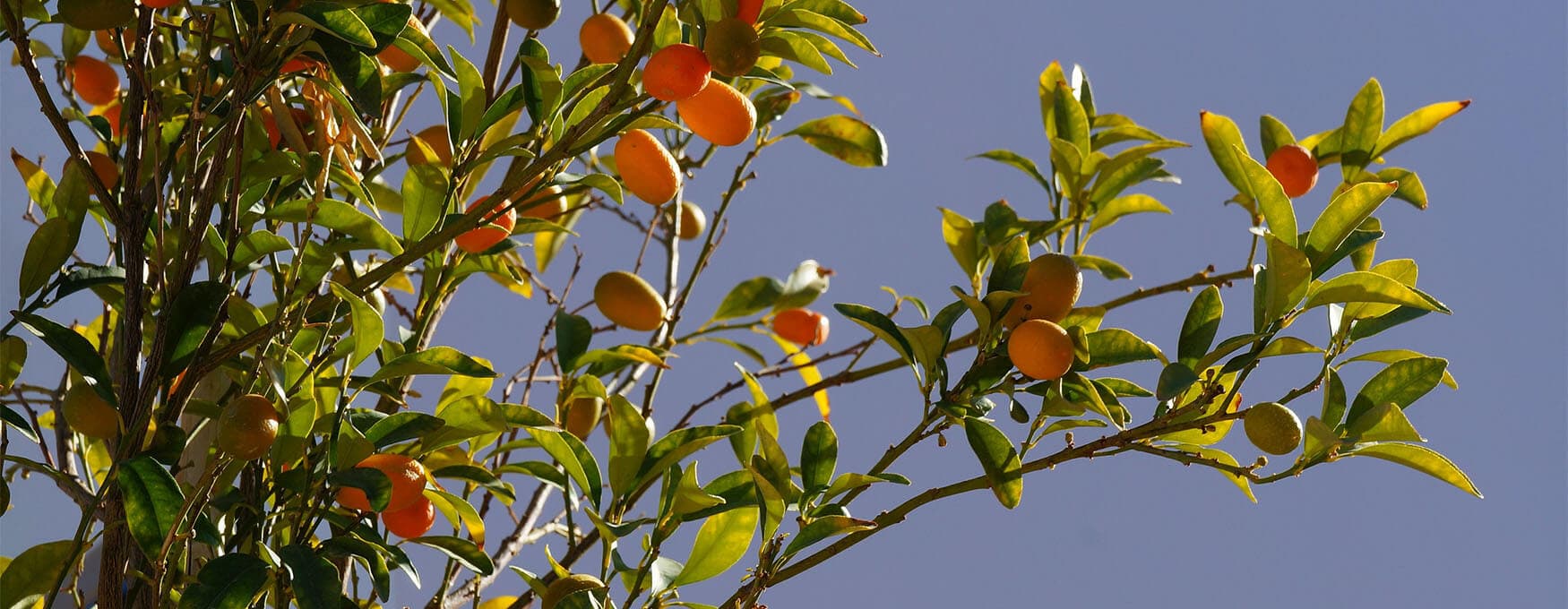 Kumquat of Corfu