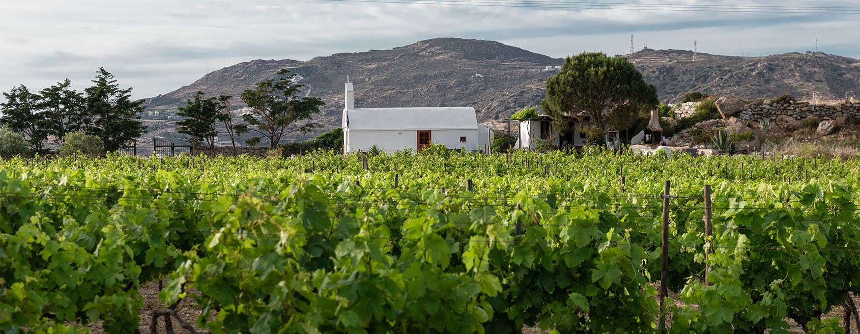 The Wine routes of Greece