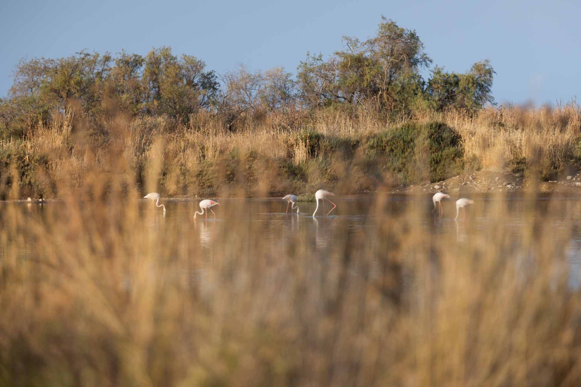 Alt text not provided