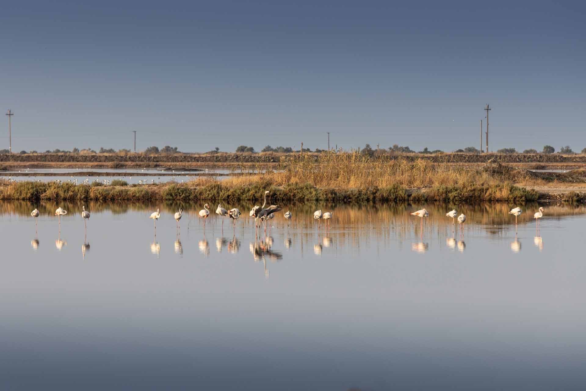 Alt text not provided