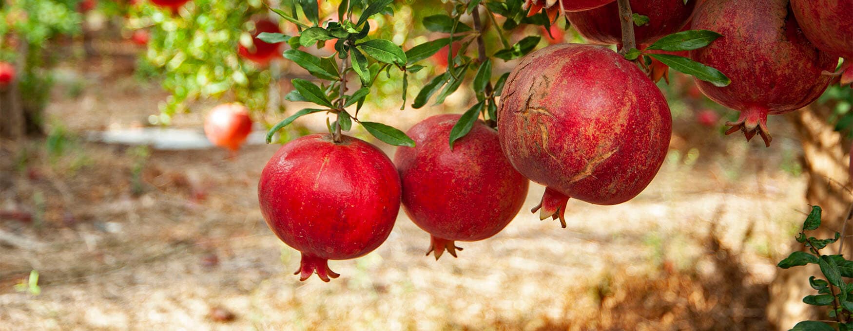 Pomegranate