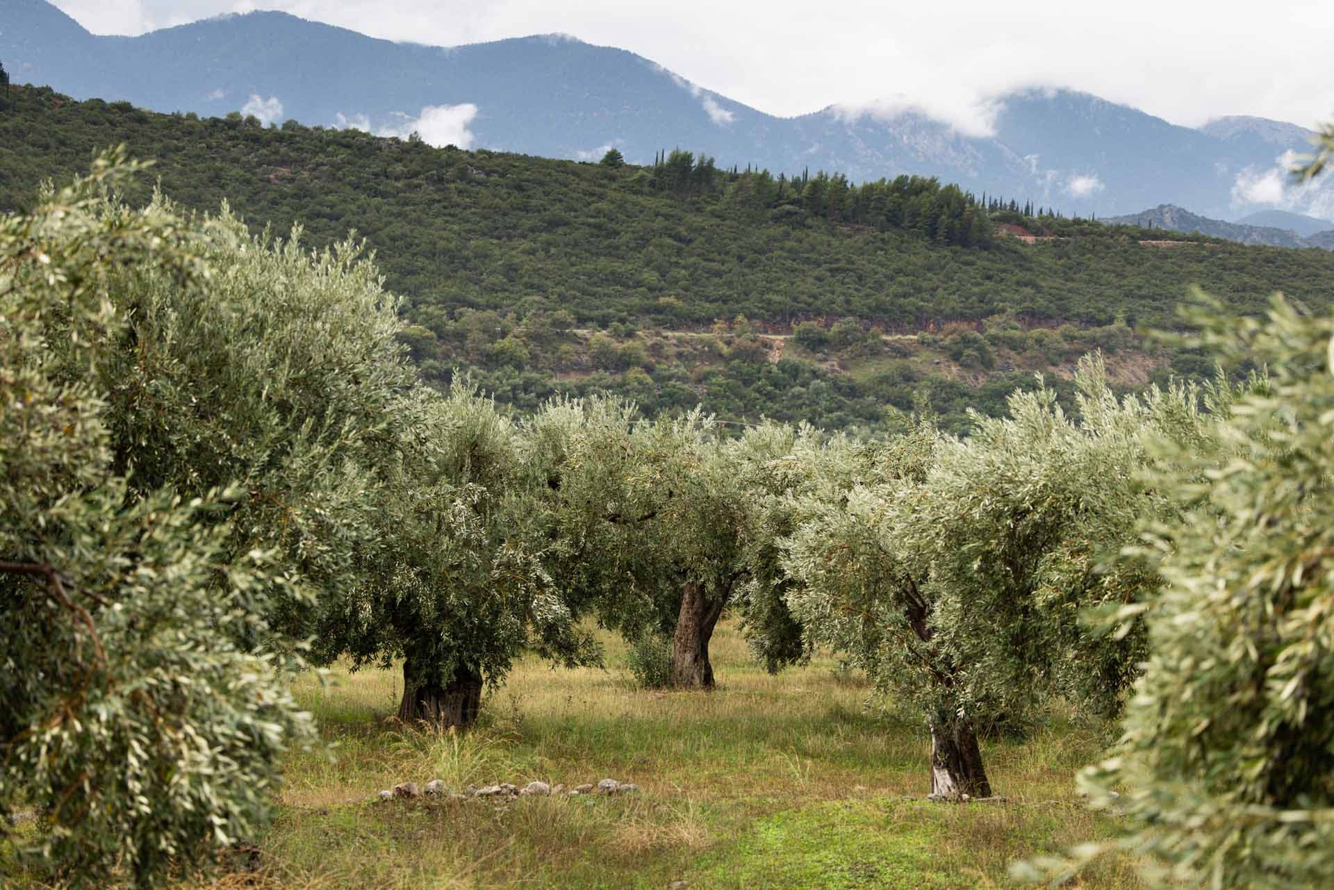 Alt text not provided