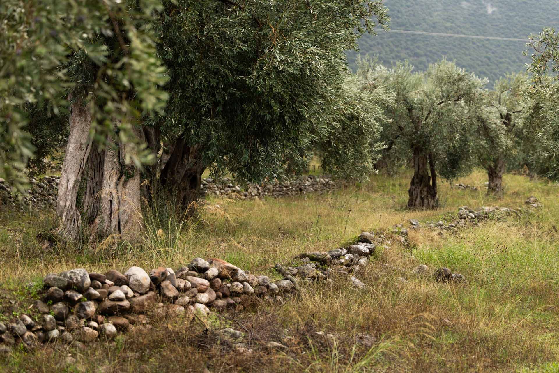 Alt text not provided