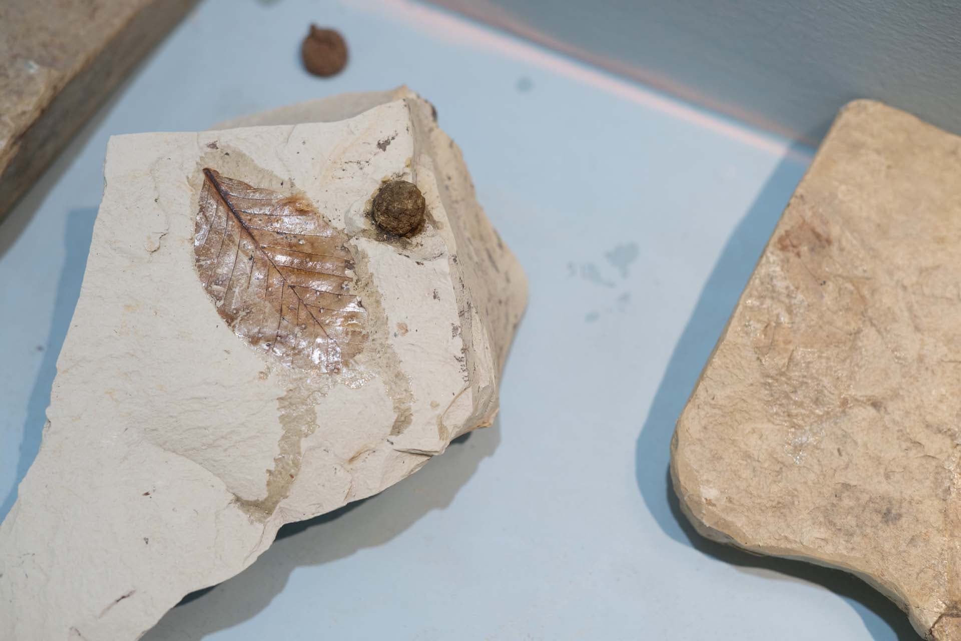 Alt text not provided