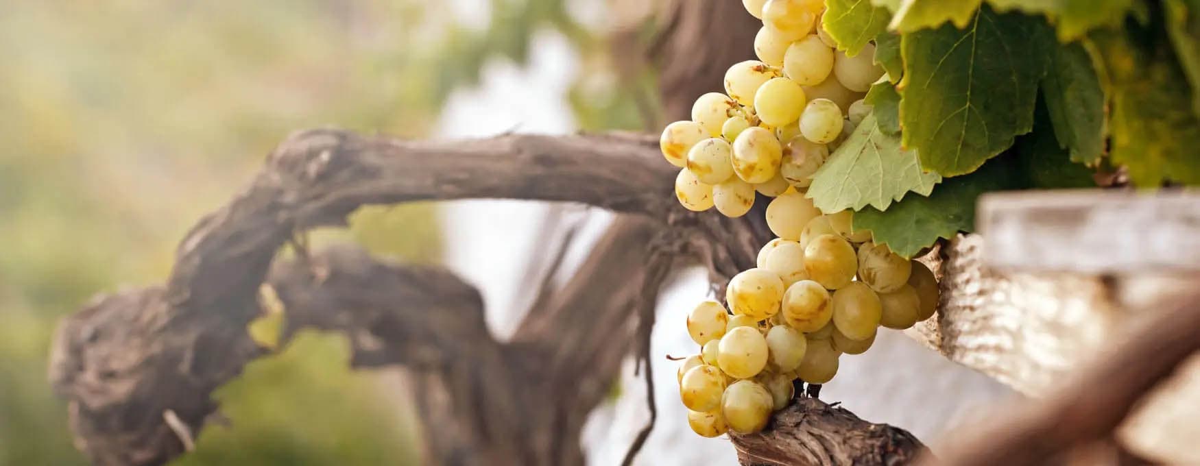 Main Greek Grape Varieties