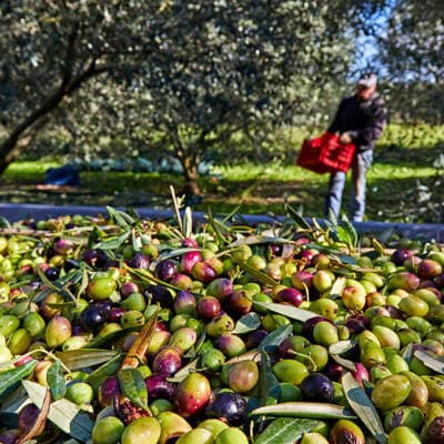 Take part in a traditional harvest activity!