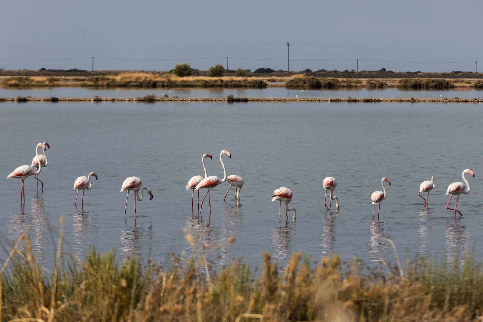 Birdwatching in Messolongi