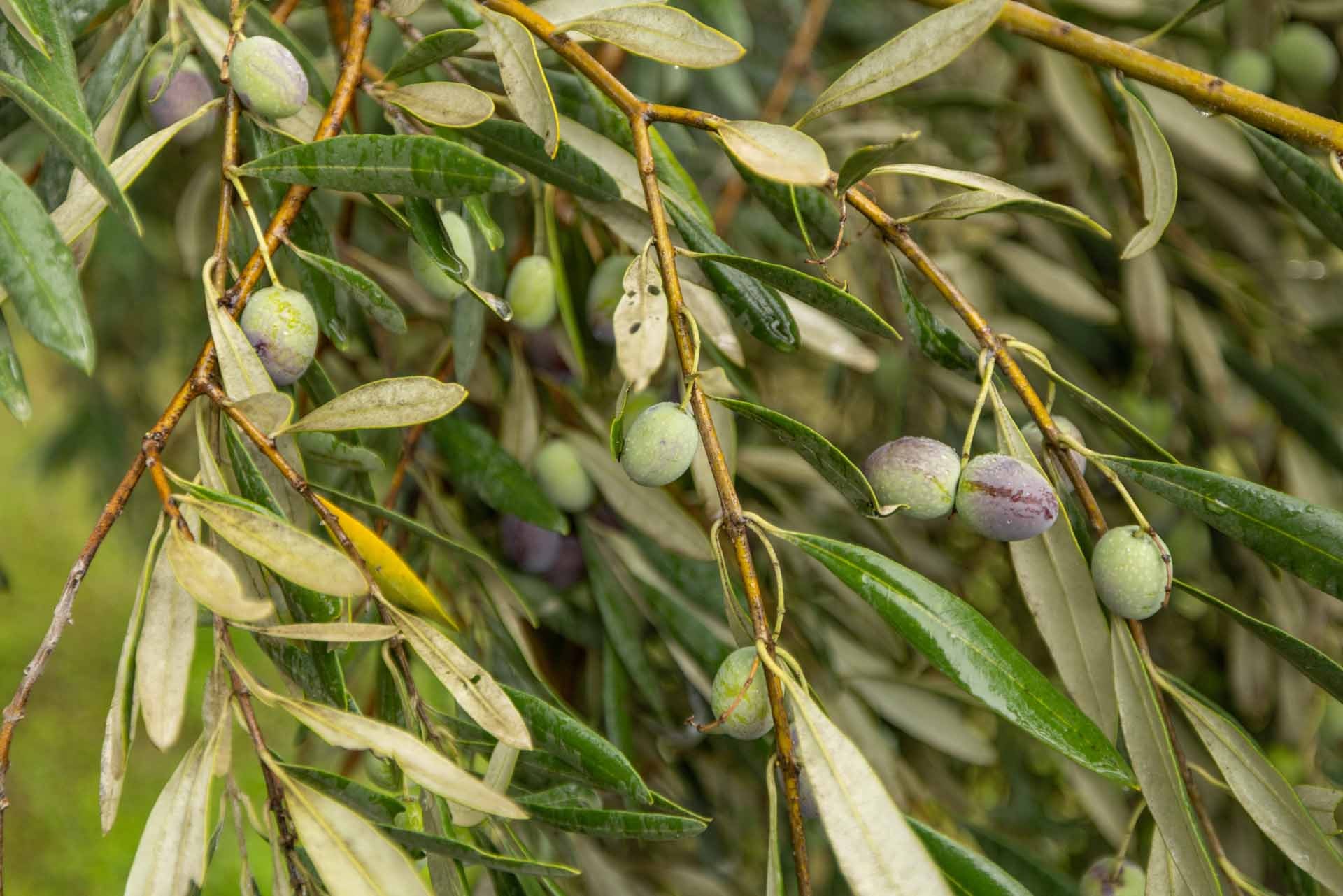 Konservolia and the Olive Grove of Amfissa