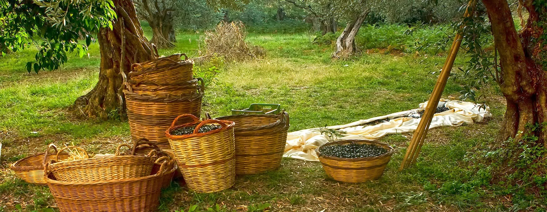 Olives & Olive Oil