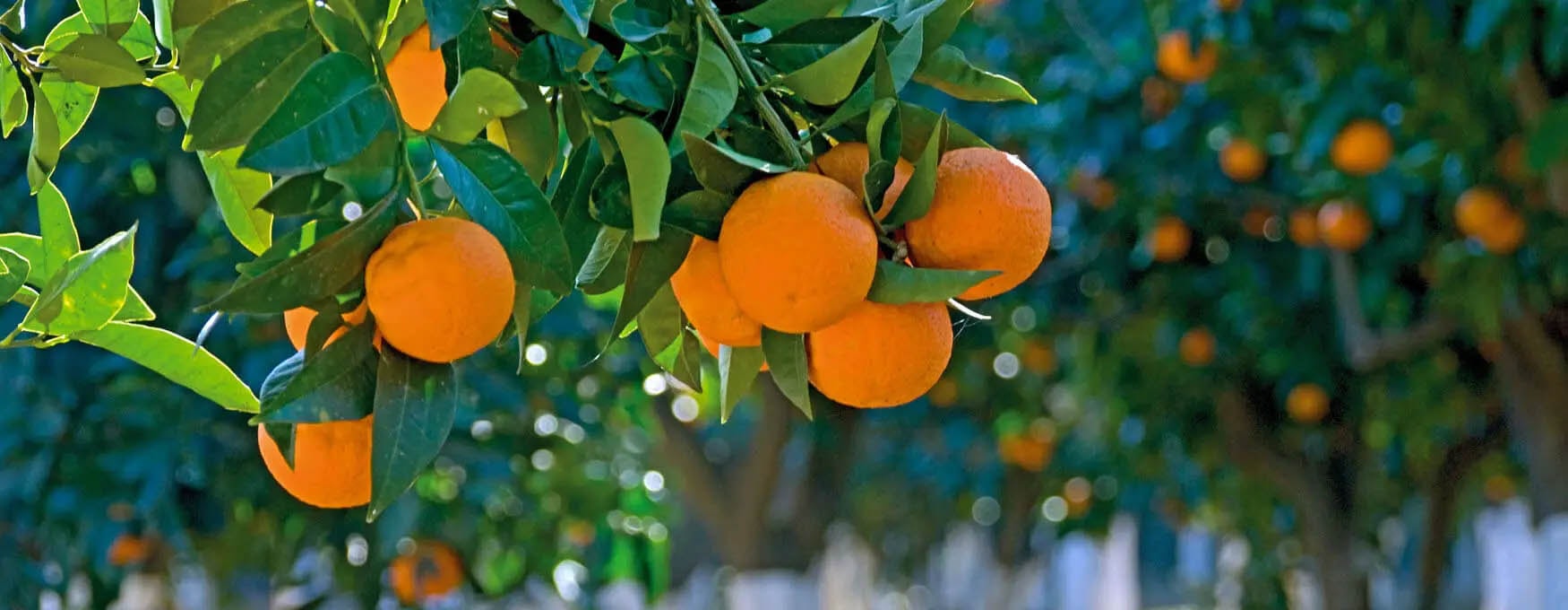 Greek Citrus Fruits