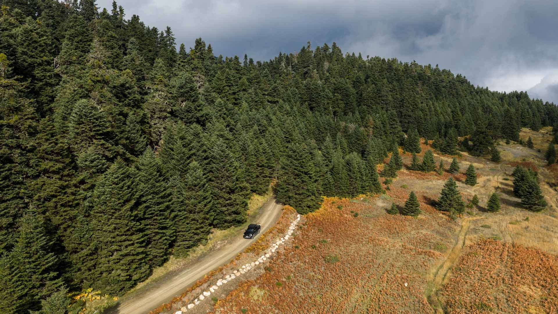 Mt Parnassus Fir Forest
