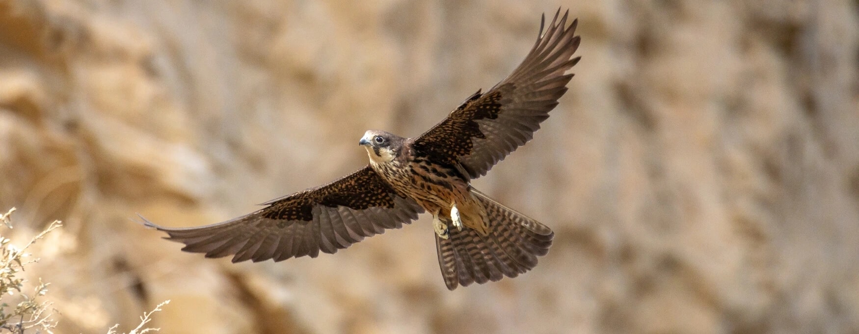 Birdwatching on Skyros