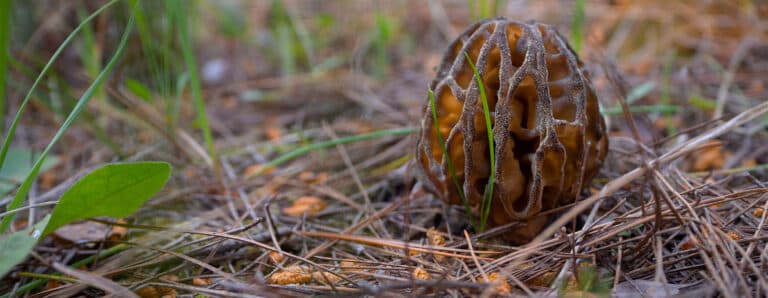 Mushrooms