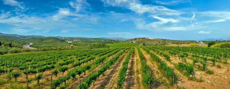 Porte aperte alle cantine di Creta