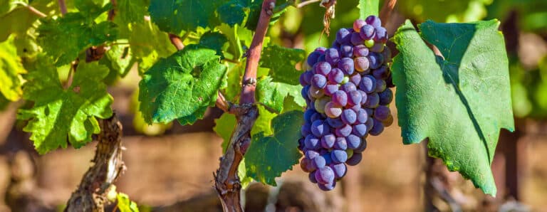 I vigneti dell’Attica
