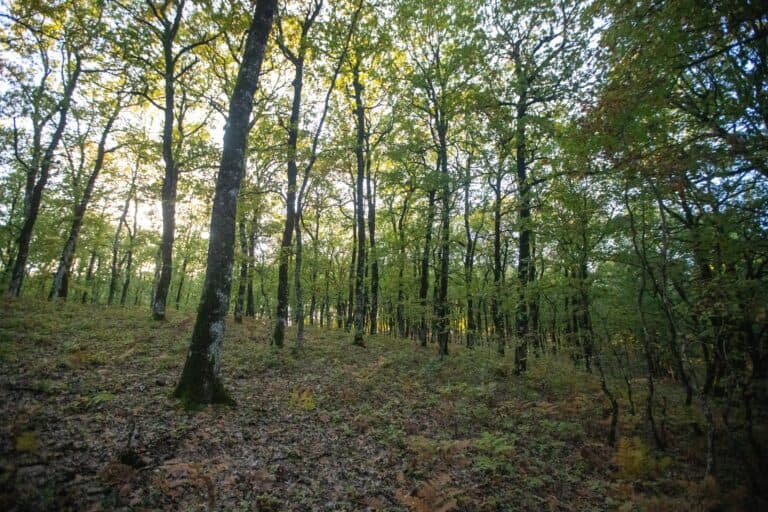 Bosque de Foloi