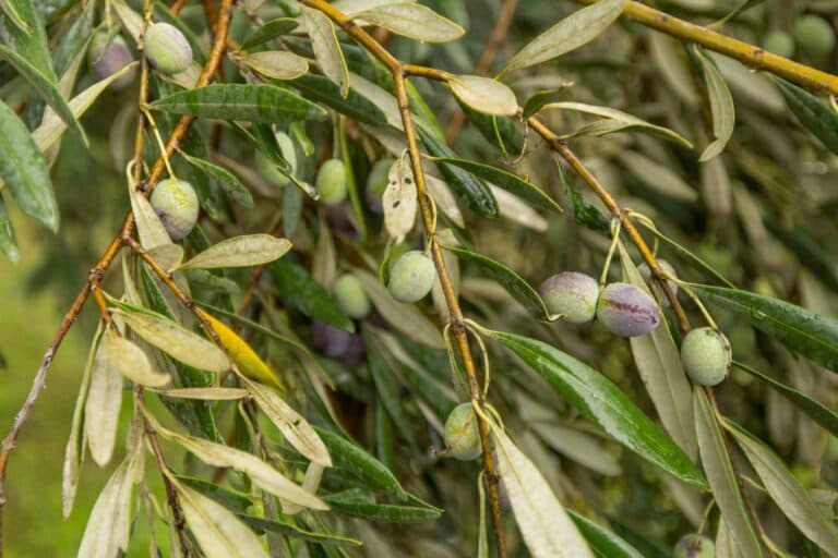 Konservolia and the Olive Grove of Amfissa
