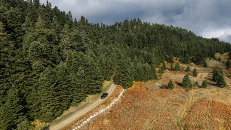 Foresta di abeti del monte Parnasos