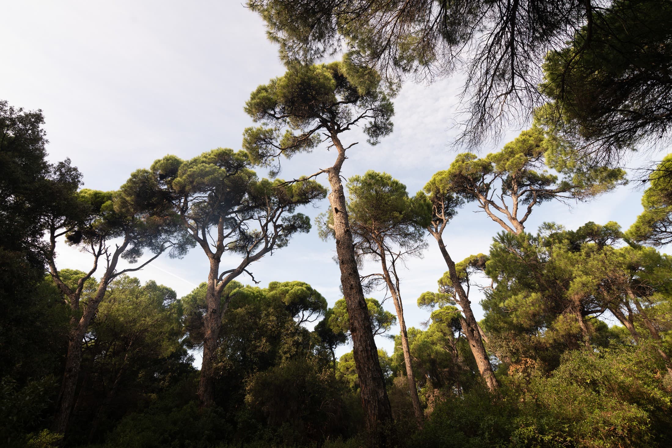 Alt text not provided