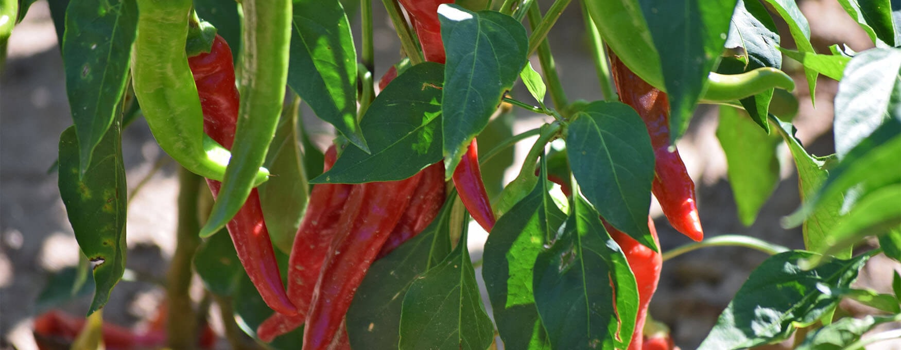 Florina’s Gastronomy