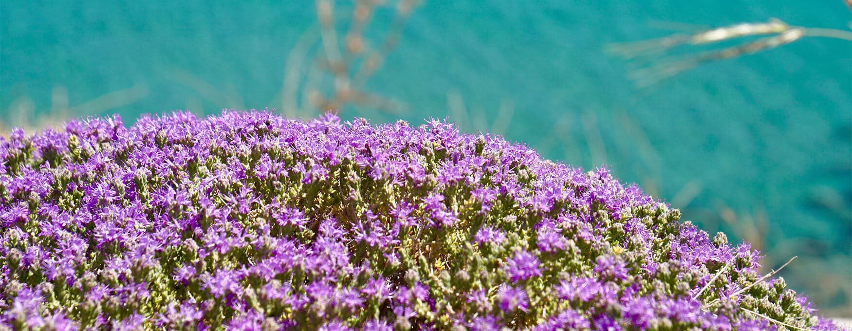 Traditional Products to Enjoy on Agistri