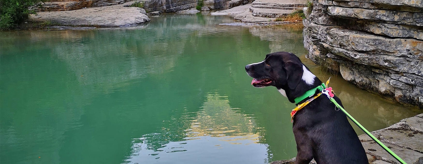 Around Greece with Your Pet